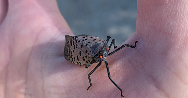 Fire lantern bugs cheap
