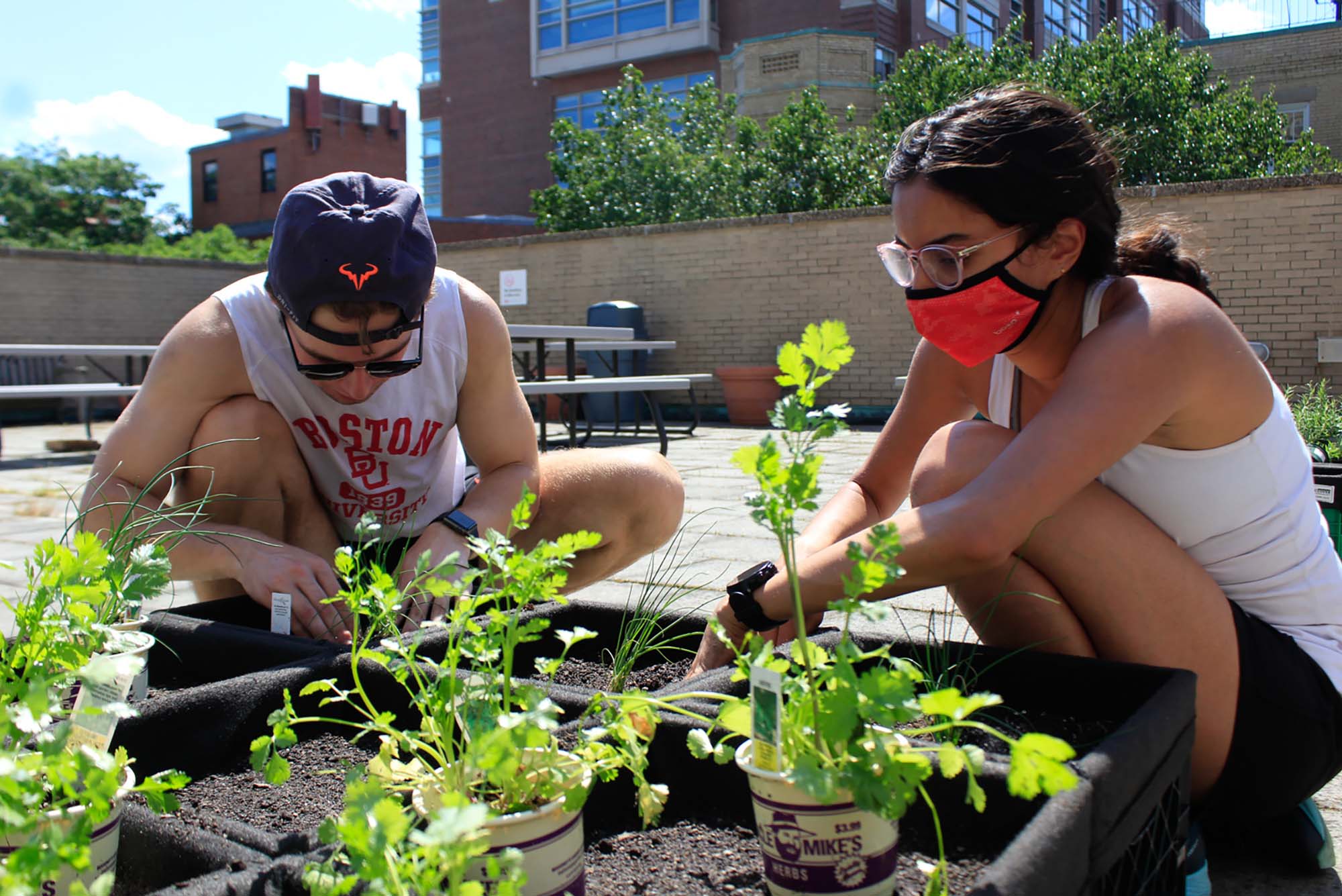 photo of 2 masked BU students planting vegetables in Warren's rooftop garden on a sunny day
