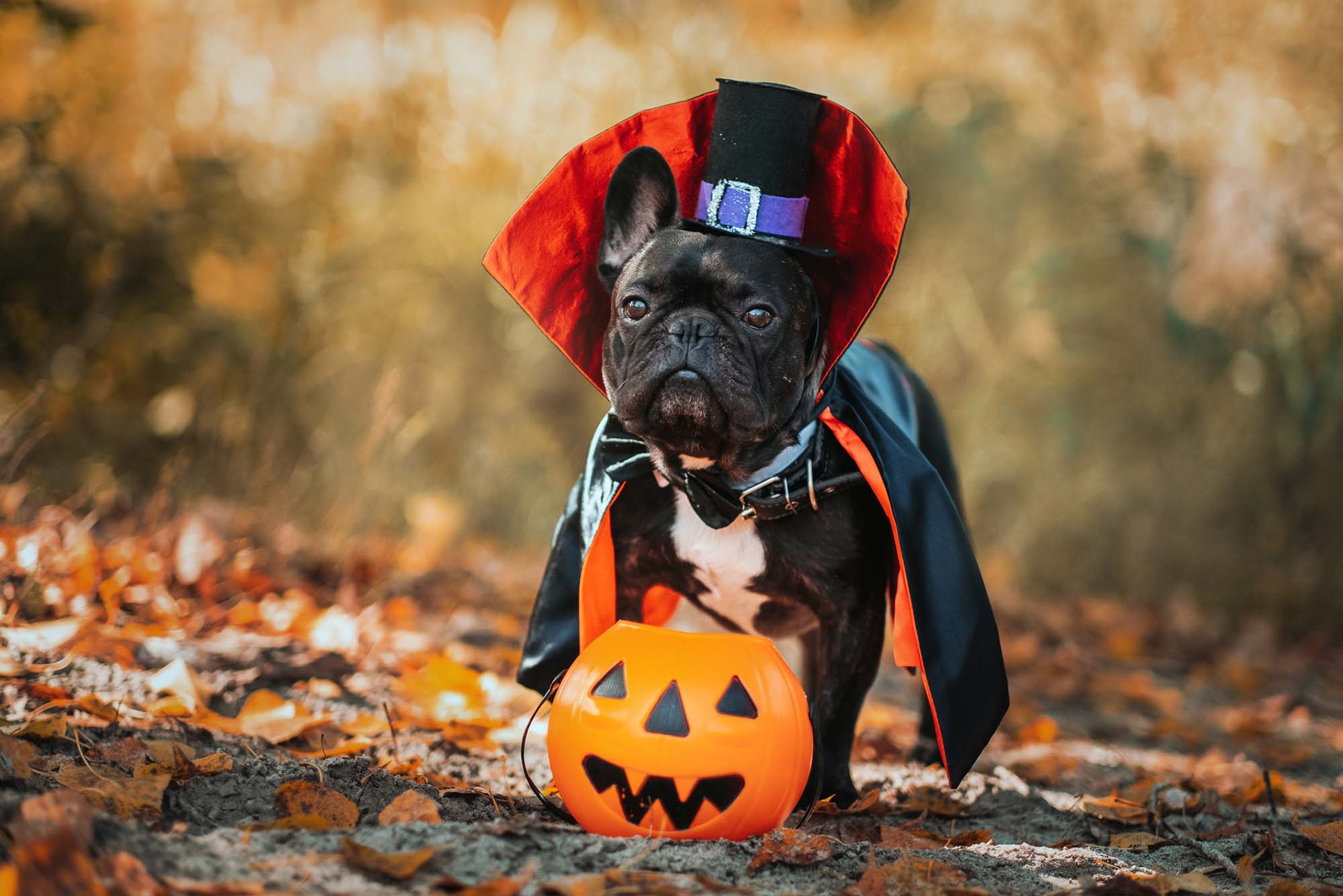 photo of a Bulldog in a Halloween vampire costume.