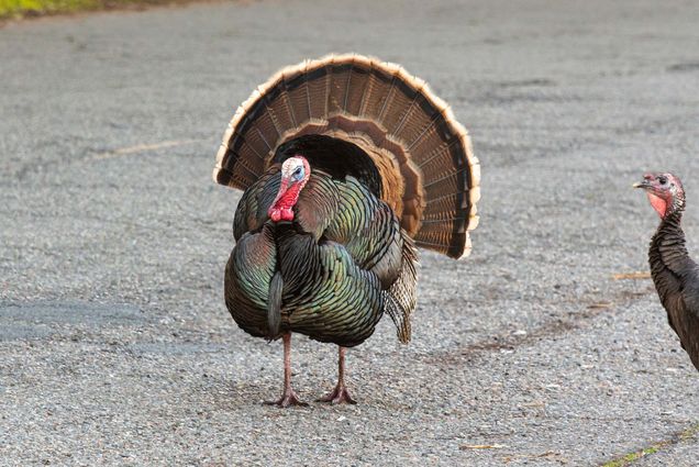 photo of two wild turkeys walking down a paved, city street.