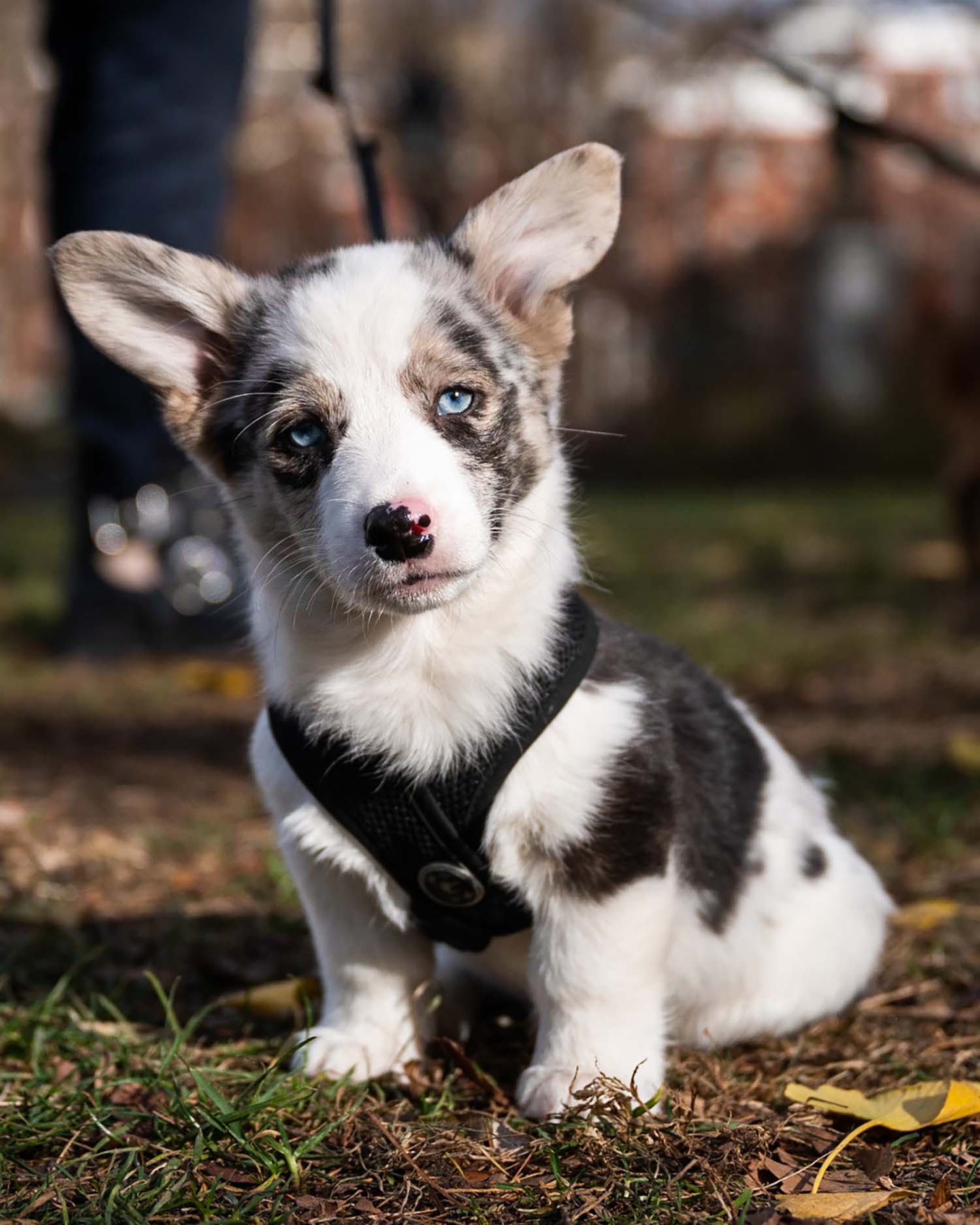 Photo of a very small Pembroke Welsh Corgi that wears a black harness and tilts its head slightly as it looks towards the camera. The pup is mostly white, with blue eyes, and splotches of brown and gray in its fur.