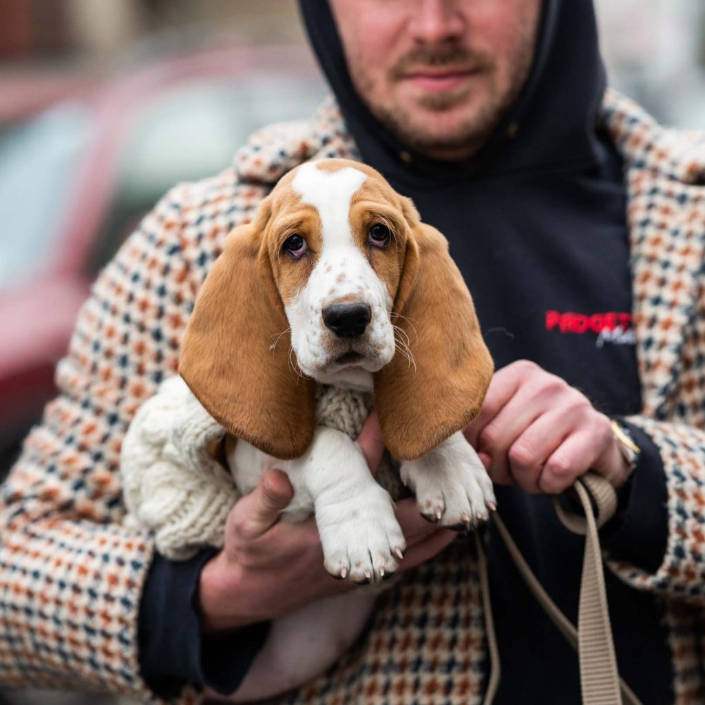Photo of an 11-week-old Basset Hound. The hound is held by its owner who wears a tan p-coat with a repeated pattern.