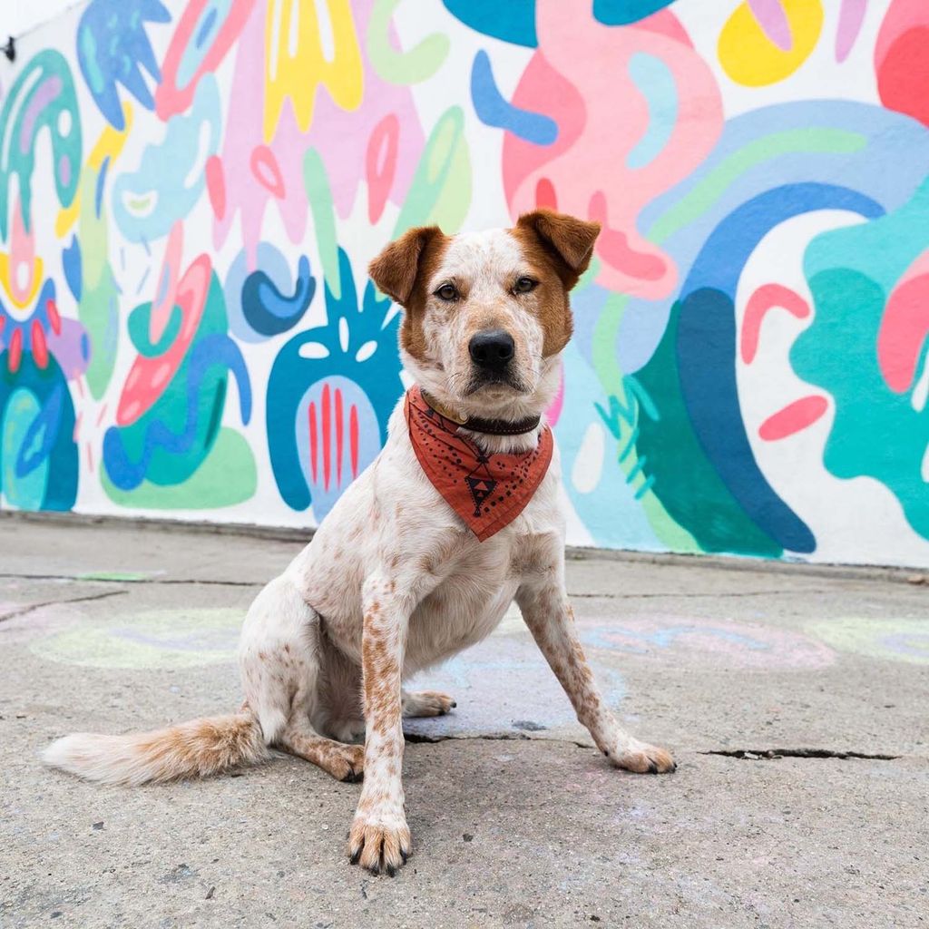 Photo of Boyd, who is a 5 year old Heeler. The dog sits with it front paws a bit spread out and wears a red bandana around its neck. The dog is white with brown eyes. It sits outside in front of a painted wall with a colorful design.