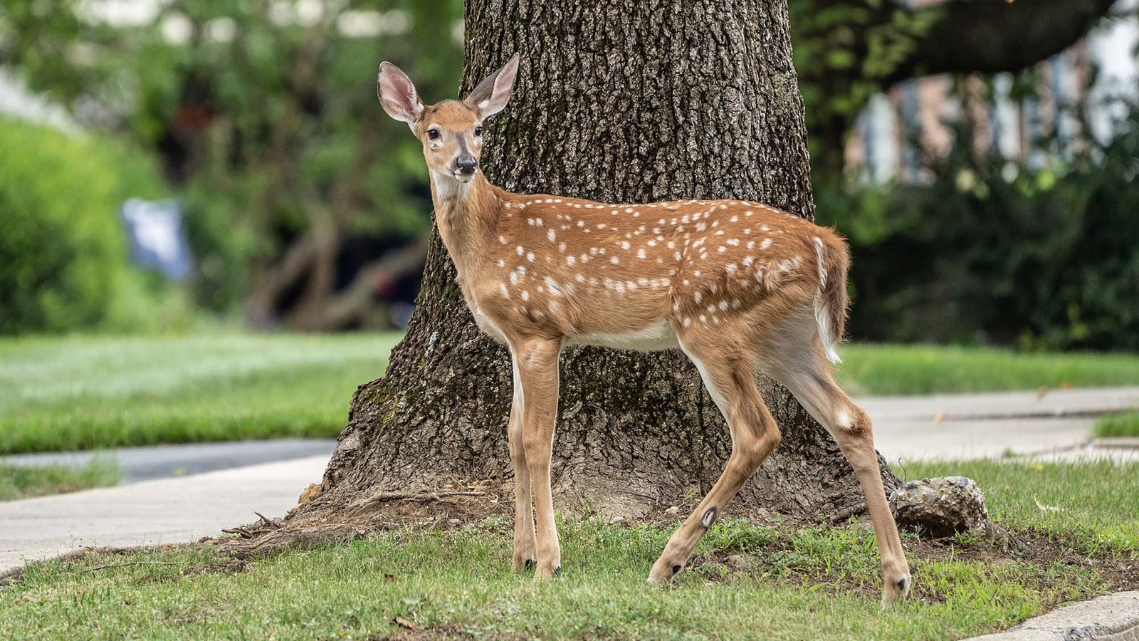 POV The Secret to Wildlife Conservation Might Be the “Animal Agency” Approach—Giving Creatures a Role in Their Own Preservation The Brink Boston University pic