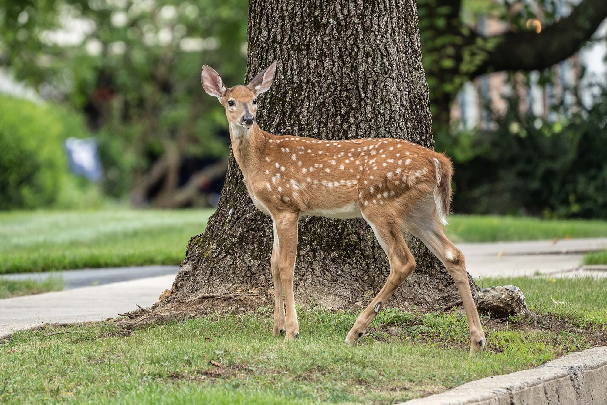 POV: The Secret to Wildlife Conservation Might Be the “Animal Agency” Approach—Giving Creatures a Role in Their Own Preservation, The Brink