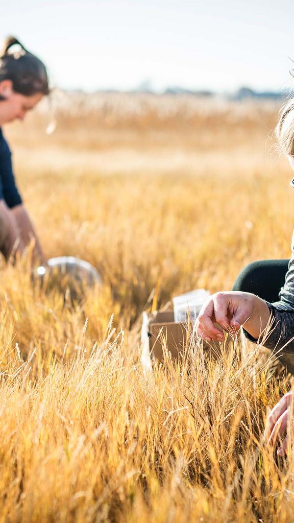 Image of BU Earth and environment researchers Catherine Mahoney, and Amanda Vieillard at Belle Isle Marsh Reservation in Boston, Mass. The women crouch in the yellow grass and set up portable carbon sensors. The Boston City Skyline is seen behind them.