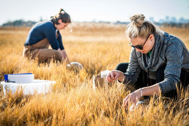 Image of BU Earth and environment researchers Catherine Mahoney, and Amanda Vieillard at Belle Isle Marsh Reservation in Boston, Mass. The women crouch in the yellow grass and set up portable carbon sensors. The Boston City Skyline is seen behind them.