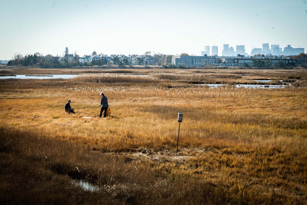 Wide photo of researchers Catherine Mahoney, and  Amanda Vieillard at Belle Isle Marsh Reservation in Boston, Mass. The marsh has yellow and brown grass and looks uneven and muddy. It is a slightly overcast day and the Boston city skyline is seen in the background.