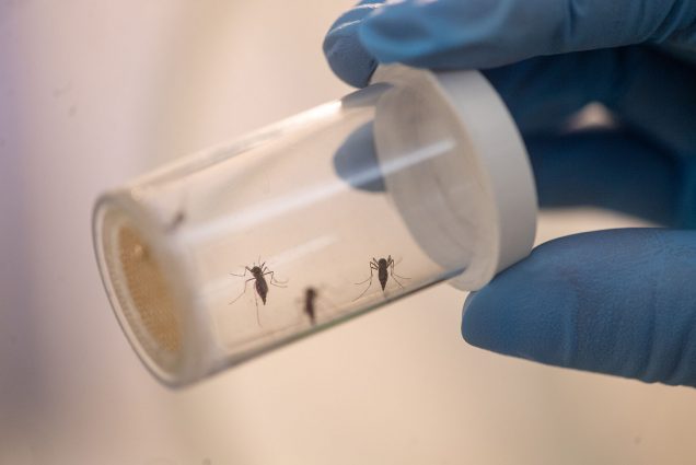 Photo of a blue-gloved hand holding up a small glass container filled with three tiny mosquitoes.