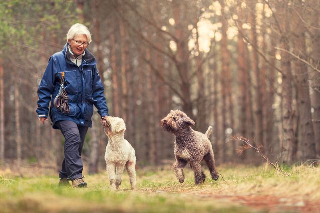 Photo of an older woman out walking with two playful poodle-breed dogs walking through a forest on a spring day. The woman has silver white hair and glasses and wears a blue hiking jacket, hiking pants, and hiking boots as two poodle dogs, one brown and one white, run next to her.