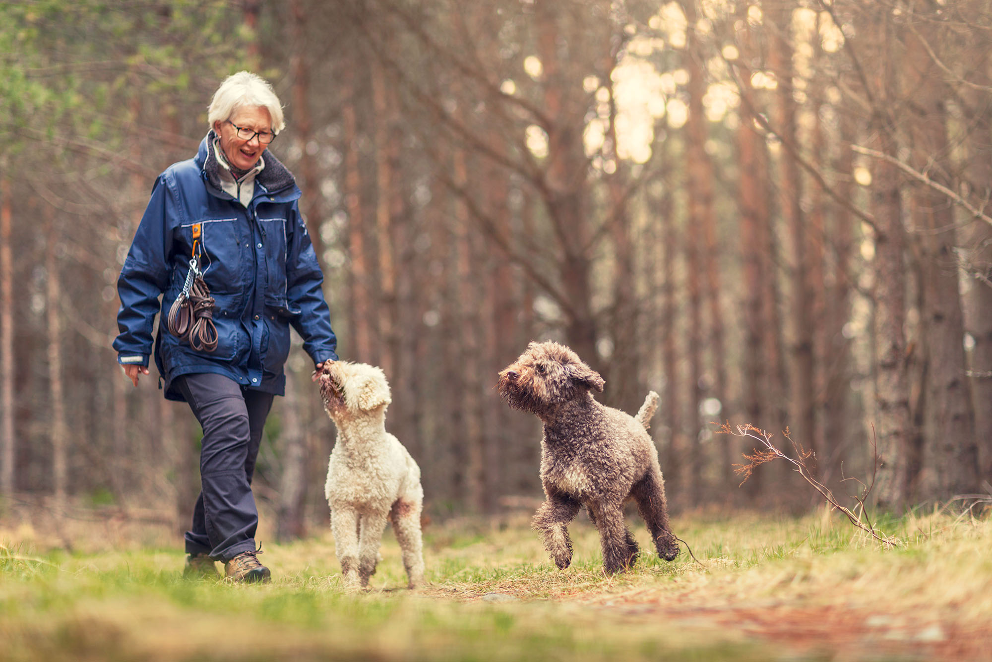 Photo of an older woman out walking with two playful poodle-breed dogs walking through a forest on a spring day. The woman has silver white hair and glasses and wears a blue hiking jacket, hiking pants, and hiking boots as two poodle dogs, one brown and one white, run next to her.