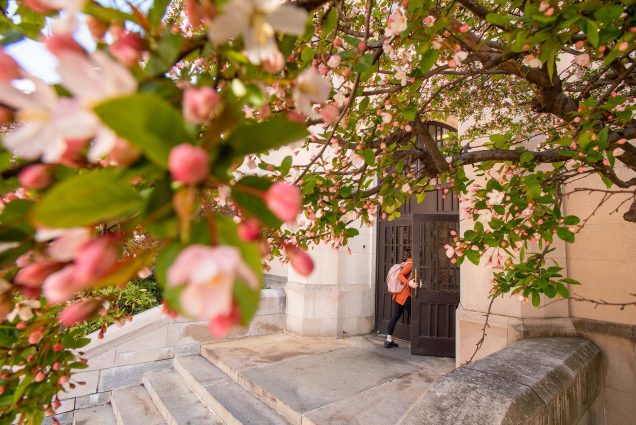Photo taken from the level of the lower branches of a pink apple blossom tree. The light pink flowers and green leaves are seen in the the foreground. In the background, a student with a pink sweater and backpack opens the front door of Marsh Chapel.