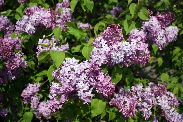 Photo of a blossoming lilac bush, with clusters of small purple, pink and white flowers, and large green, heart-shaped leaves.