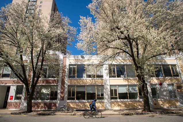 Photo of a person with a blue jacket riding a black bike down Cummington Mall Road in late April 2022. The trees along the road have blossomed with small white flowers. The sky is bright blue.