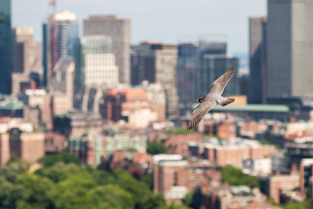 Photo of a brown falcon flying in the sky. A blurry cityscape can be seen in the distance.