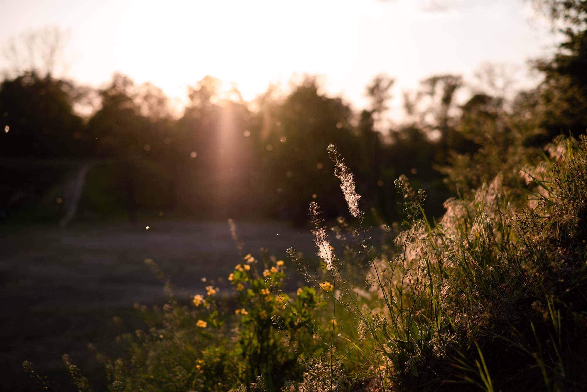 Stock photo of long blades of grass and tall weeds at the edge of the field as the sun sets. Dandelion fuzz and pollen can be seen in the air.