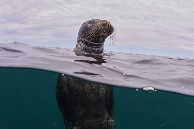 Photo of a sea lion poking it's head above water. It's body can be seen underwater as it pokes its head above the water.