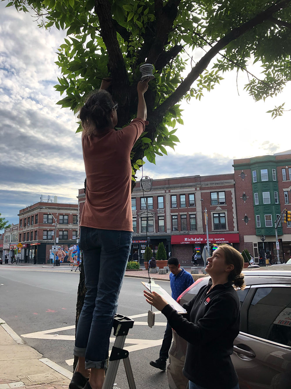 Photo of Scammell and coresearchers placing 20-plus heat sensors around Chelsea, one of the hottest places in Massachusetts. A woman stands on a small ladder and places a sensor in a tree on a Chelsea sidewalk.