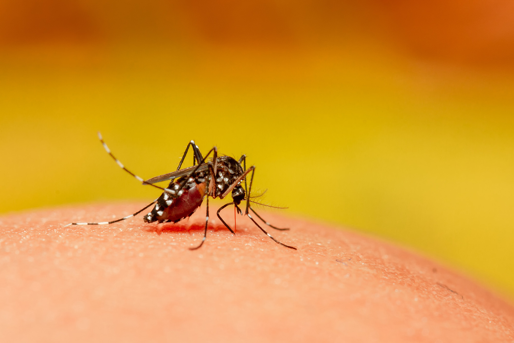 Closeup photo of an Aedes aegypti mosquito sucking blood off caucasian skin. A white spotted insect sits atop skin and bites.