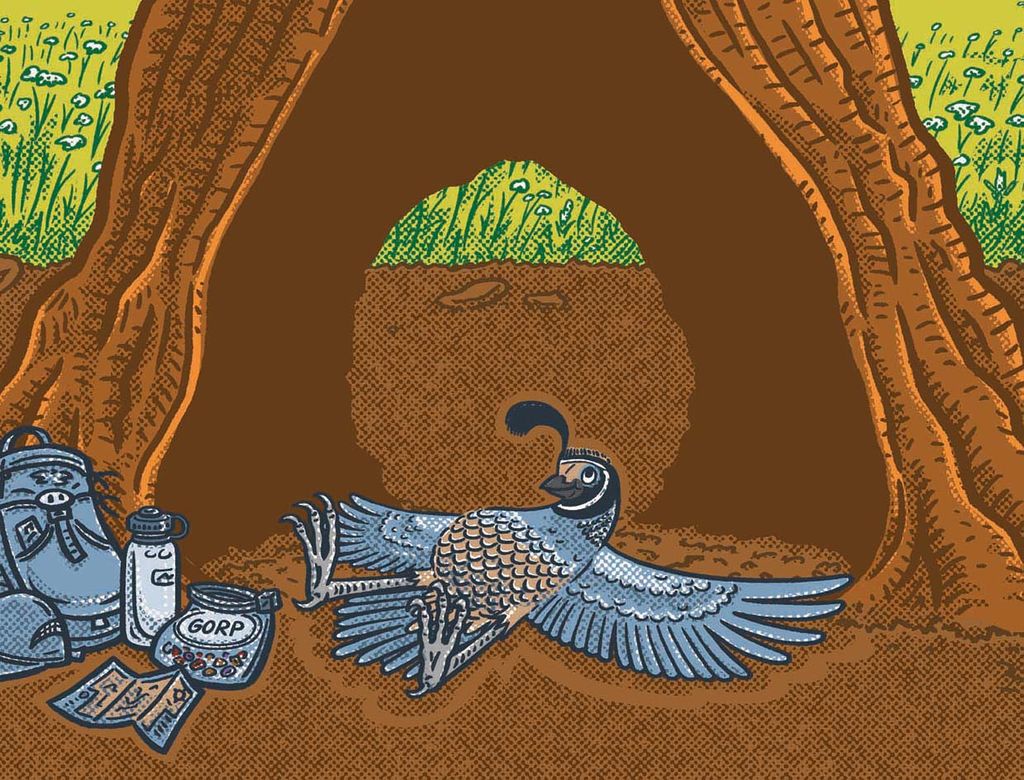 Image: illustration of a blue quail reclining with wings outstretched position at Sequoia National Park. It reclines beneath a large tree.