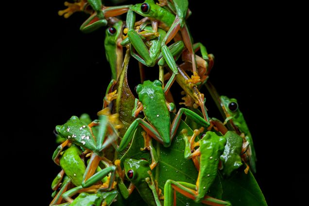 Photo of green and orange gliding tree frogs swarming on leaves against a black background.