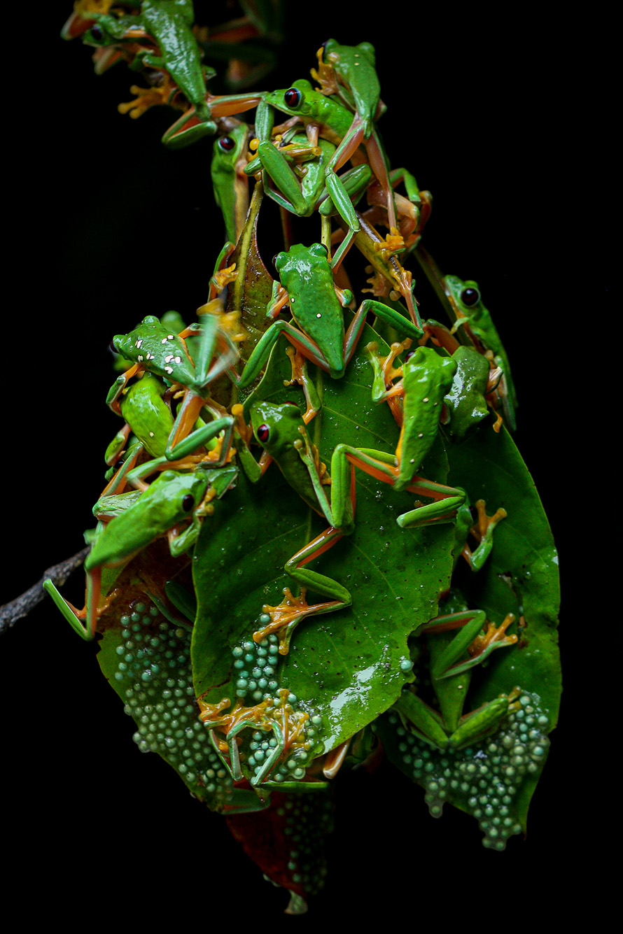 Photo of green and orange gliding tree frogs swarming on leaves against a black background.