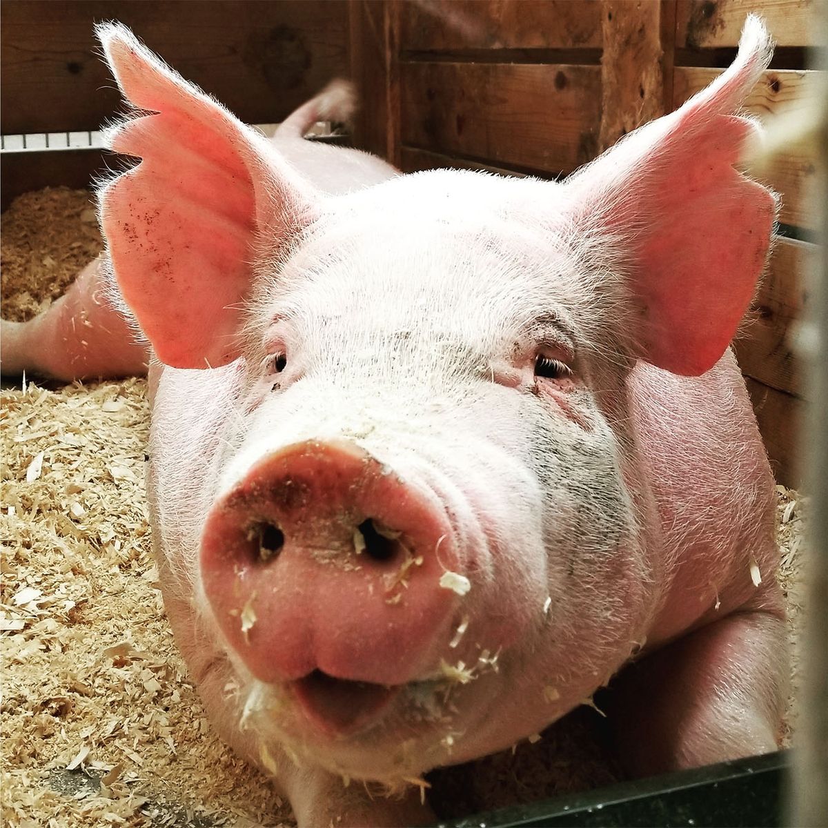 Your Bacon Shouldn't Be the Product of Animal Cruelty, Says Animal Rights Activist and LAW Alum | BU Today | Boston University Your Bacon Shouldn't Be the Product of Animal Cruelty, Says Animal Rights Activist and LAW Alum | BU Today | Boston University