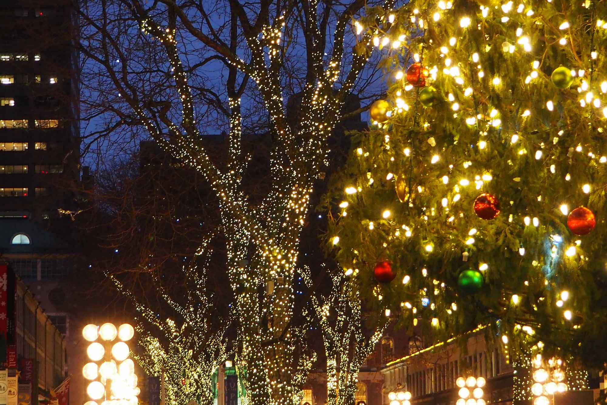 Photo: Trees covered in Bright yellow Christmas lights are shown on a dark night scene in a city. One of the trees features red, yellow, and green Christmas ornaments.