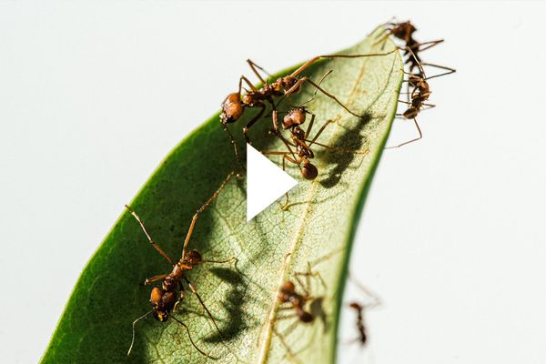 Photo: Zoomed in macro shot of brown ants on a green leaf in front of a bright white background. A white triangle play button is overlaid in the center.