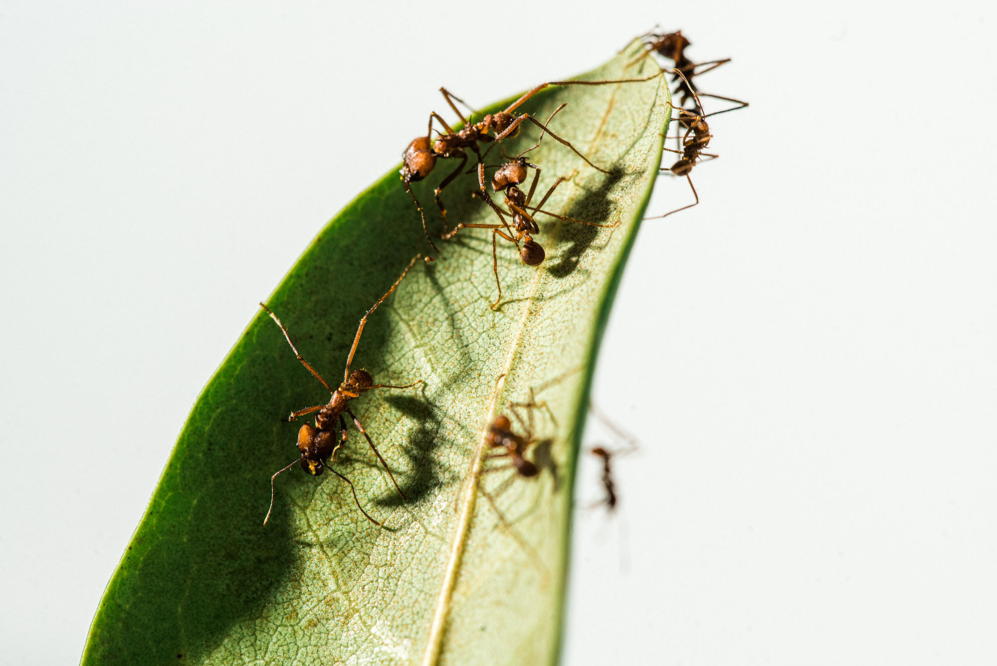 Photo: Zoomed in macro shot of brown ants on a green leaf in front of a bright white background.