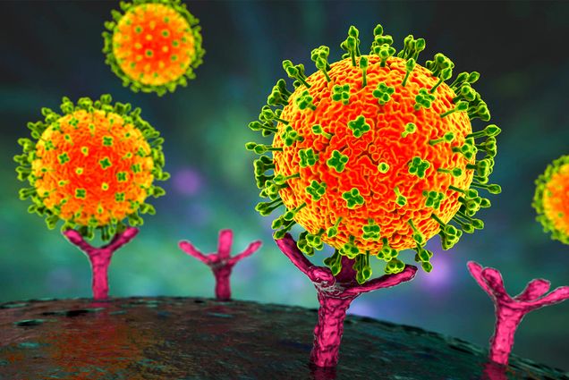 Nipah viruses binding receptors on human cells, an initial stage of Nipah infection. A newly emerging bat-borne virus that causes acute respiratory illness and severe encephalitis, 3D illustration. Large orange balls with spikes surrounding them attach to tree-like structures sticking up off of a large sphere.