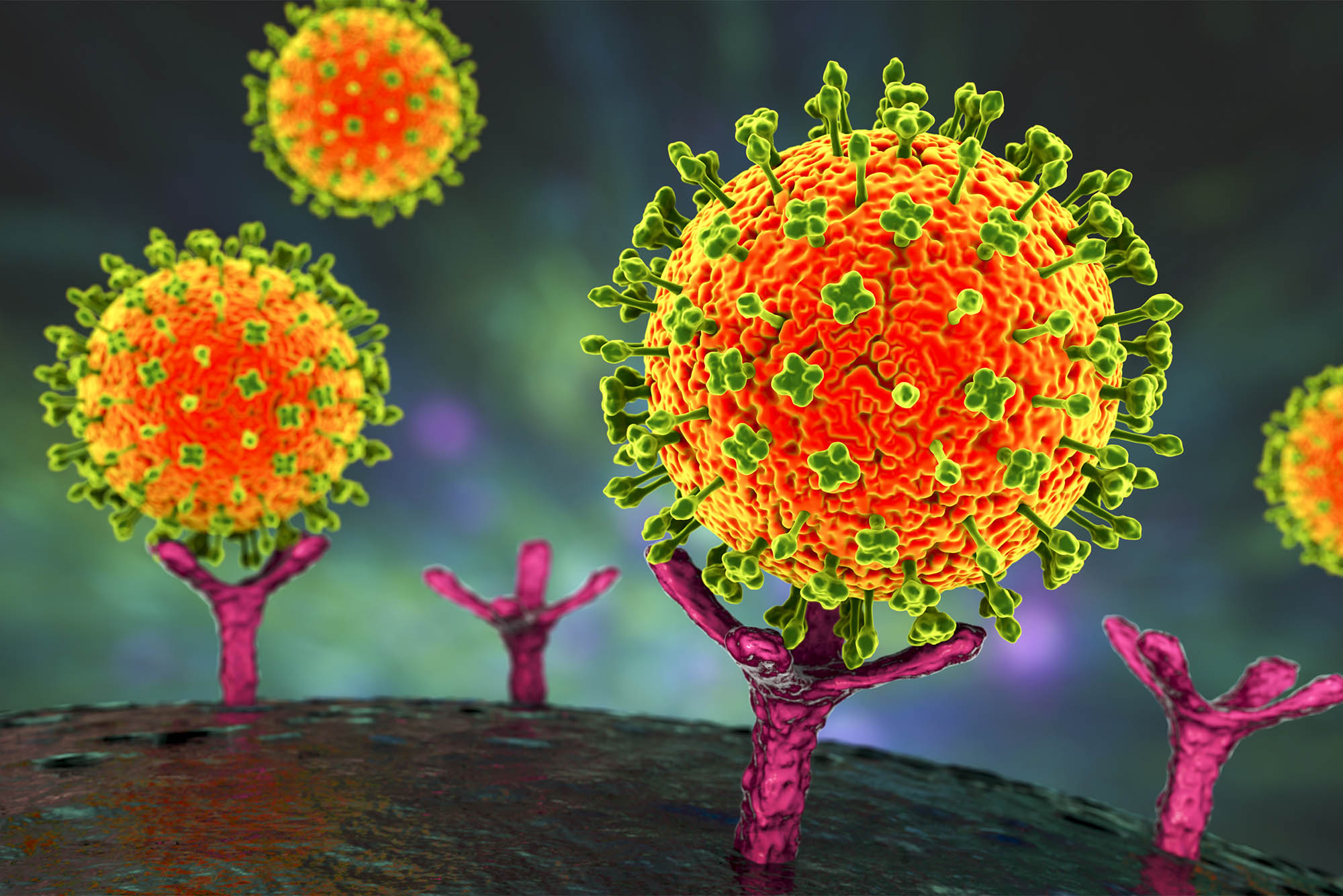 Nipah viruses binding receptors on human cells, an initial stage of Nipah infection. A newly emerging bat-borne virus that causes acute respiratory illness and severe encephalitis, 3D illustration. Large orange balls with spikes surrounding them attach to tree-like structures sticking up off of a large sphere.