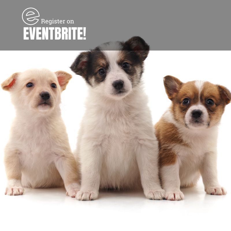 Photo: A stock photo of three incredibly fluff and small puppies. The one on the right is all cream, the one in the middle has brown spots on his ears and eyes, and the one on the left has a brown top and cream belly.