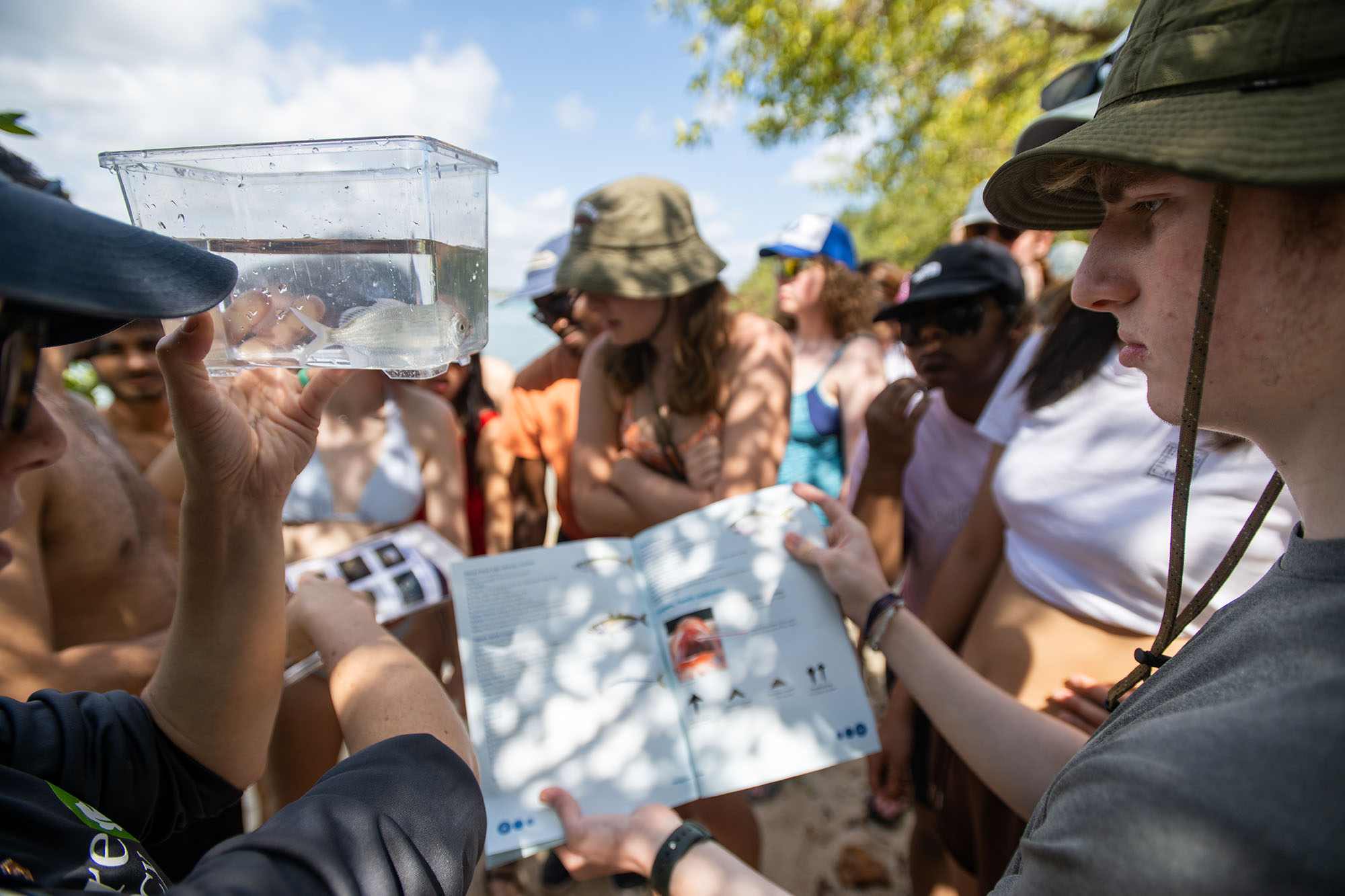 Photo: A person holds up a fish in a large clear bin filled with water collected by the students while another person holds up a fish glossary to identify it. Various other students look on.
