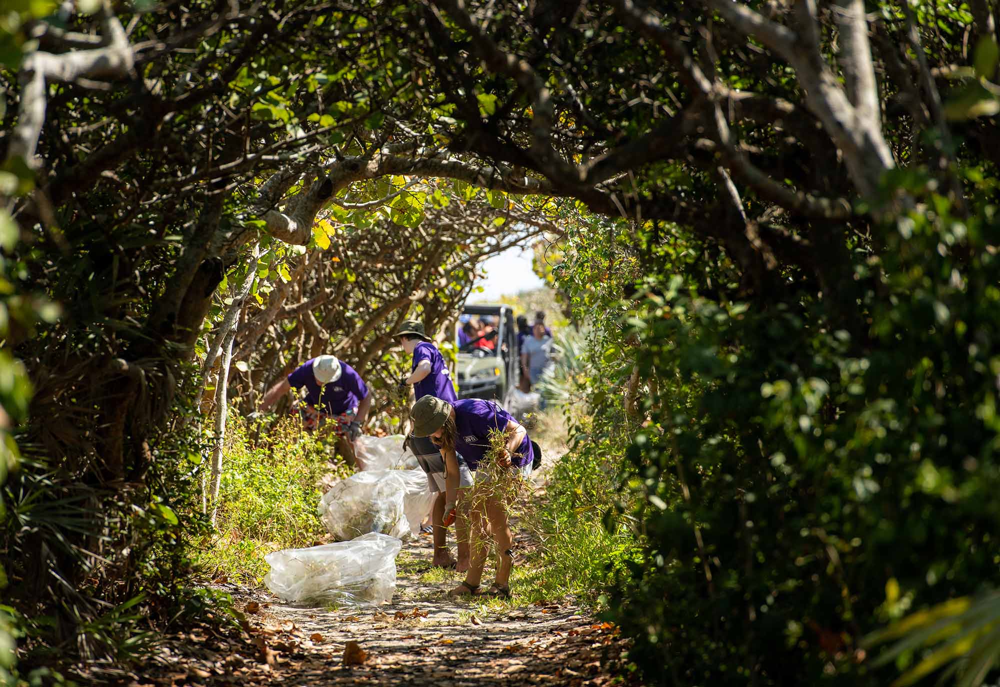 Photo: A view through a tunnel of mangroves of students pulling invasive St. Augustine grass from a pathway that runs parallel to the Blowing Rocks Beach in Hobe Sound, Fla.