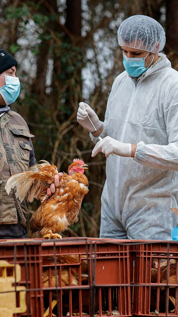 Photo: Two people, both masked, handle an orange and white, sickly-looking chicken. the person on the right is in full protective gear including hair net and holds a testing kit in their hands. The other stands by and watches as the chicken is handled.
