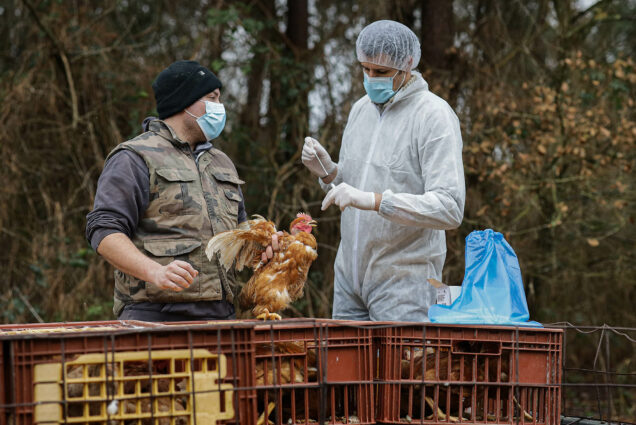 Photo: Two people, both masked, handle an orange and white, sickly-looking chicken. the person on the right is in full protective gear including hair net and holds a testing kit in their hands. The other stands by and watches as the chicken is handled.