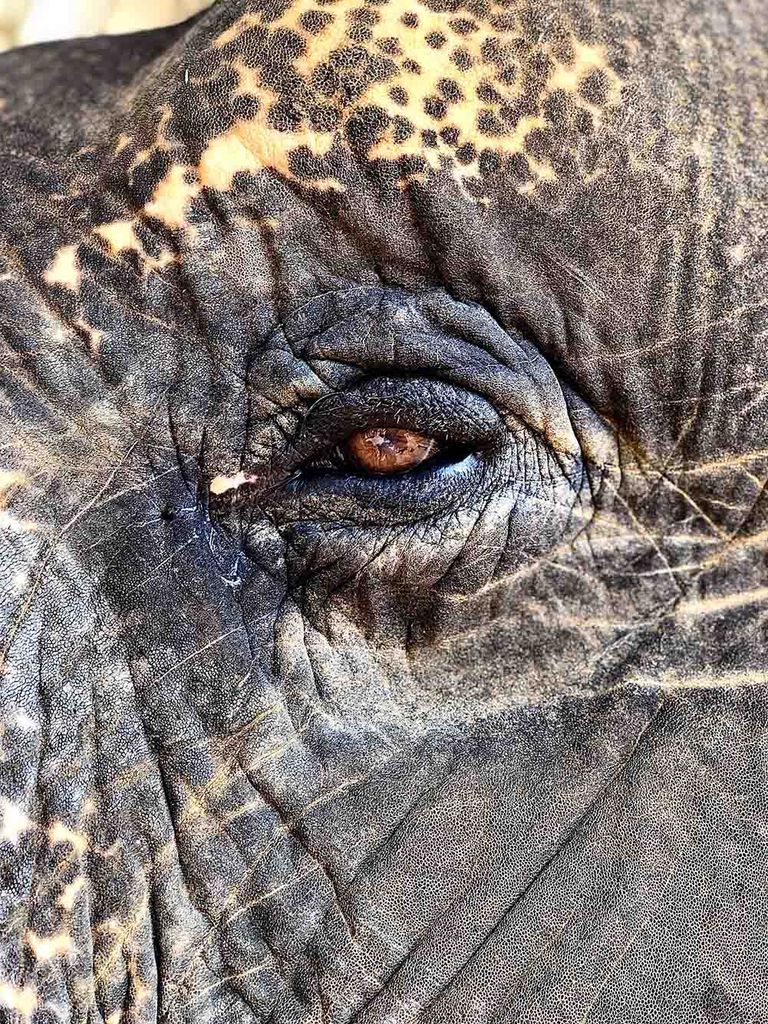 Photo: Closeup photo of an elephant's eye. A light shines on the elephant's face, illuminating the brown color in their eye.