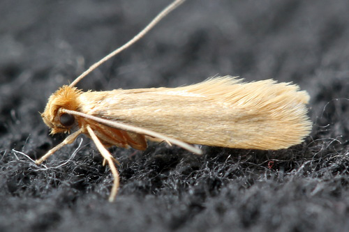 Photo: Close up of the Tineola bisselliella moth, a golden moth with pale yellow wings and black eyes is shown on a wool fabric.