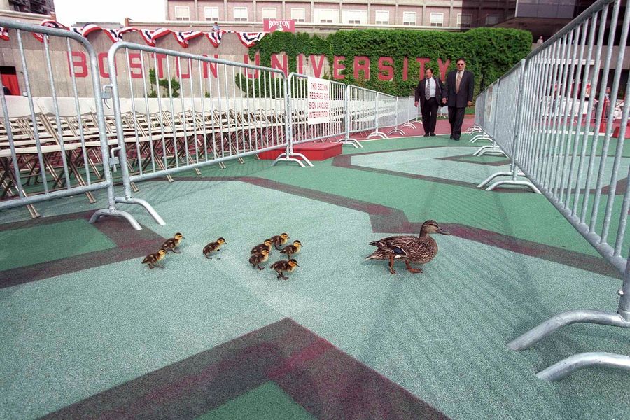 Photo: Closeup shot of a mother duck and her ducklings wander across Nickerson field before the Commencement Ceremony begins, May 23, 1999.