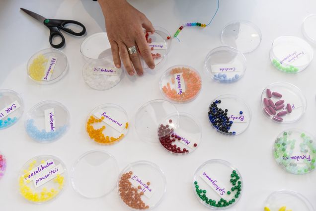 Photo: Several petri dishes, each filled with groups of various multi-colored beads, are shown on top of a white table. A small hand can be seen grabbing a few beads and a half-assembled bead bracelet can be seen next to the hand.