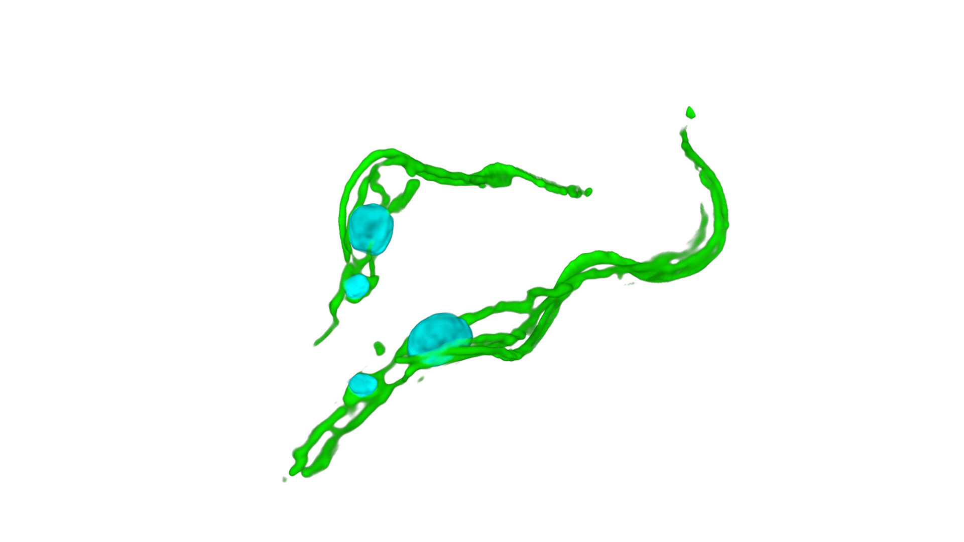 Image: Microscope image that shows the parasite, Trypanosoma brucei. Two strings of lime green blob lines show bulbs of light blue in them. The area colored in blue represents the DNA—the larger one is the nucleus, and the smaller one is mitochondrial DNA.