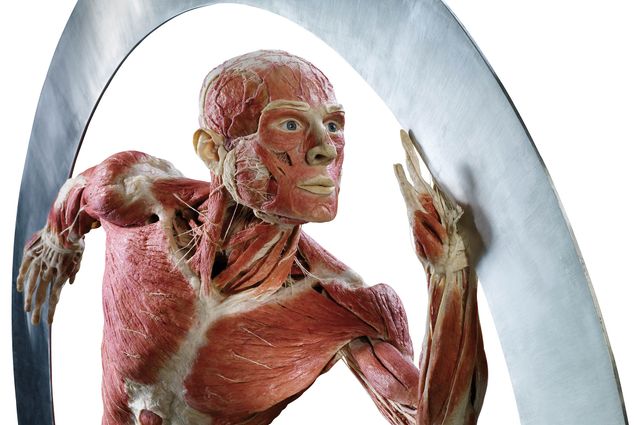 Photo: A human body without any skin, featured at an exhibit called "Body Worlds" holds an athletic pose. Muscles and bones are visible in a non-gorey way.