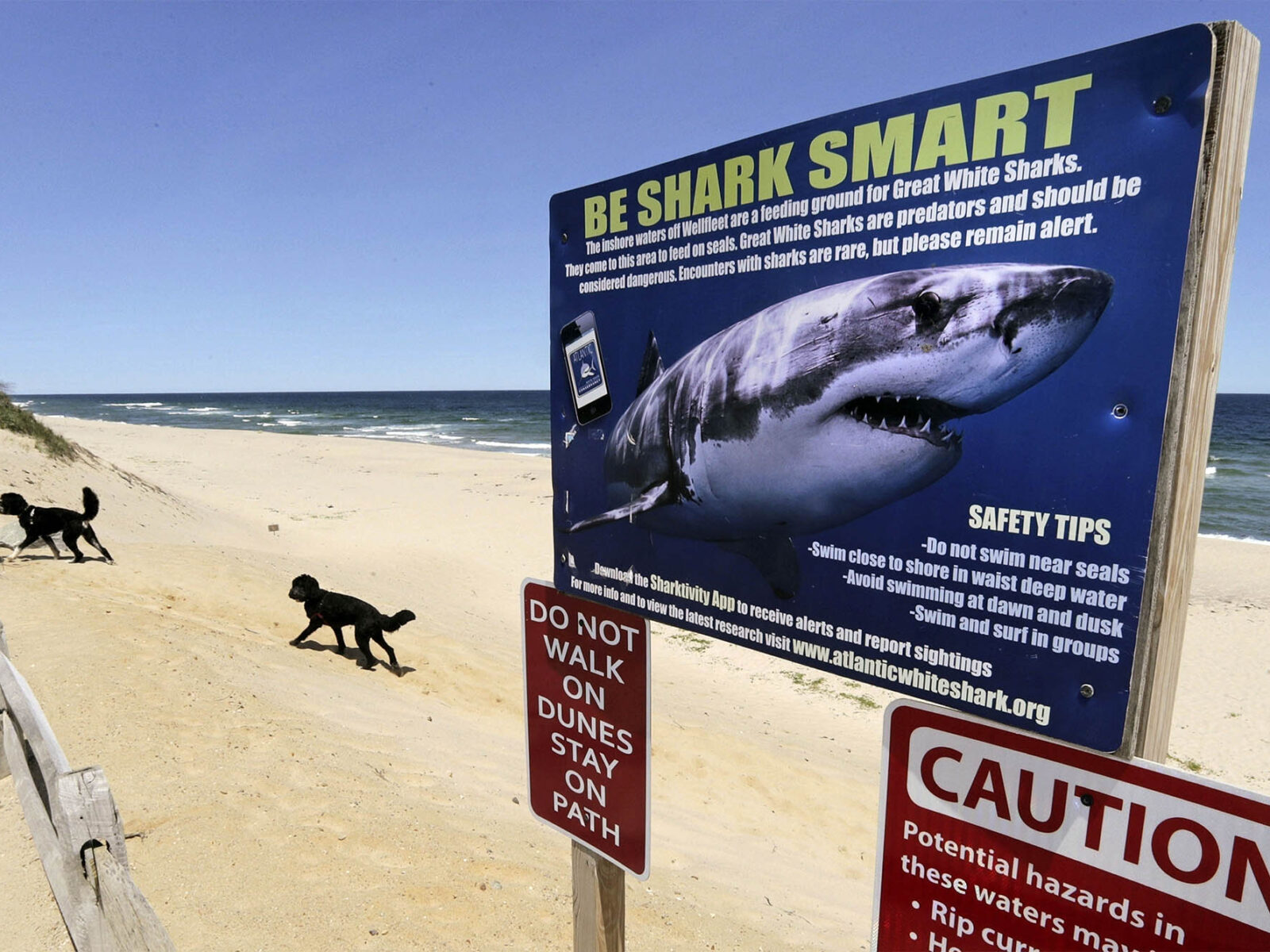 Sharks, Bacteria, No Lifeguards Is This the End of Swimming in New England? The Brink Boston University