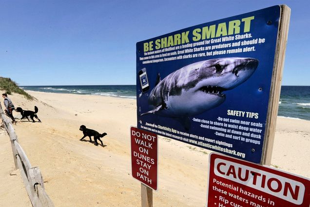 Photo: a woman walks with her dogs at Newcomb Hollow Beach in Wellfleet, Mass., where a boogie boarder was bitten by a shark in 2018 and later died of his injuries. Recent shark bites in Florida and Hawaii and a suspected case in New Jersey have peaked interest in the age-old summer question of whether it's safe to go in the water. (AP Photo/Charles Krupa, File)