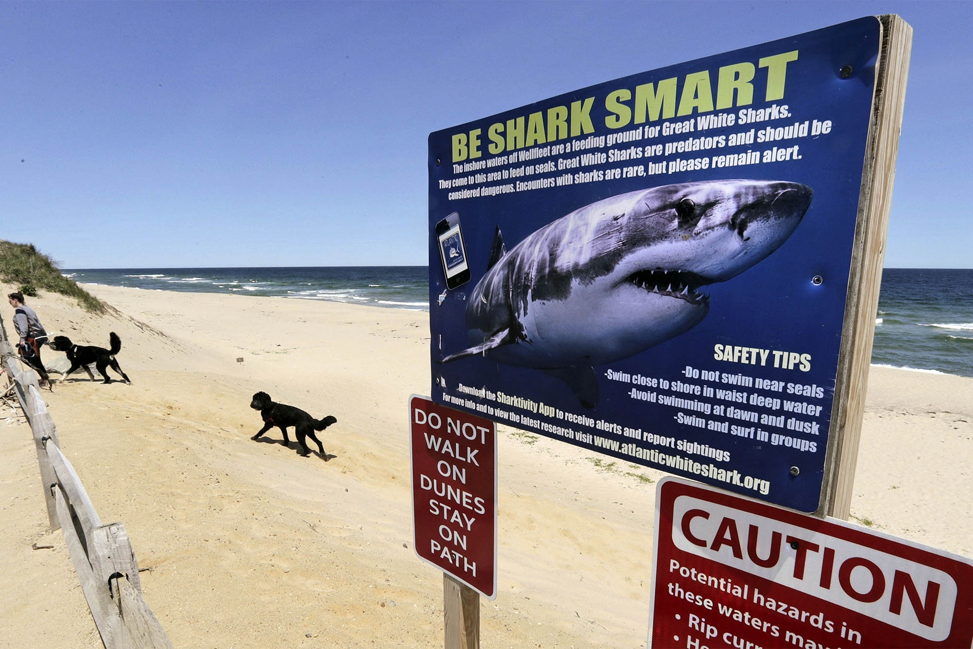 Sharks, Bacteria, No Lifeguards Is This the End of Swimming in New England? The Brink Boston University pic