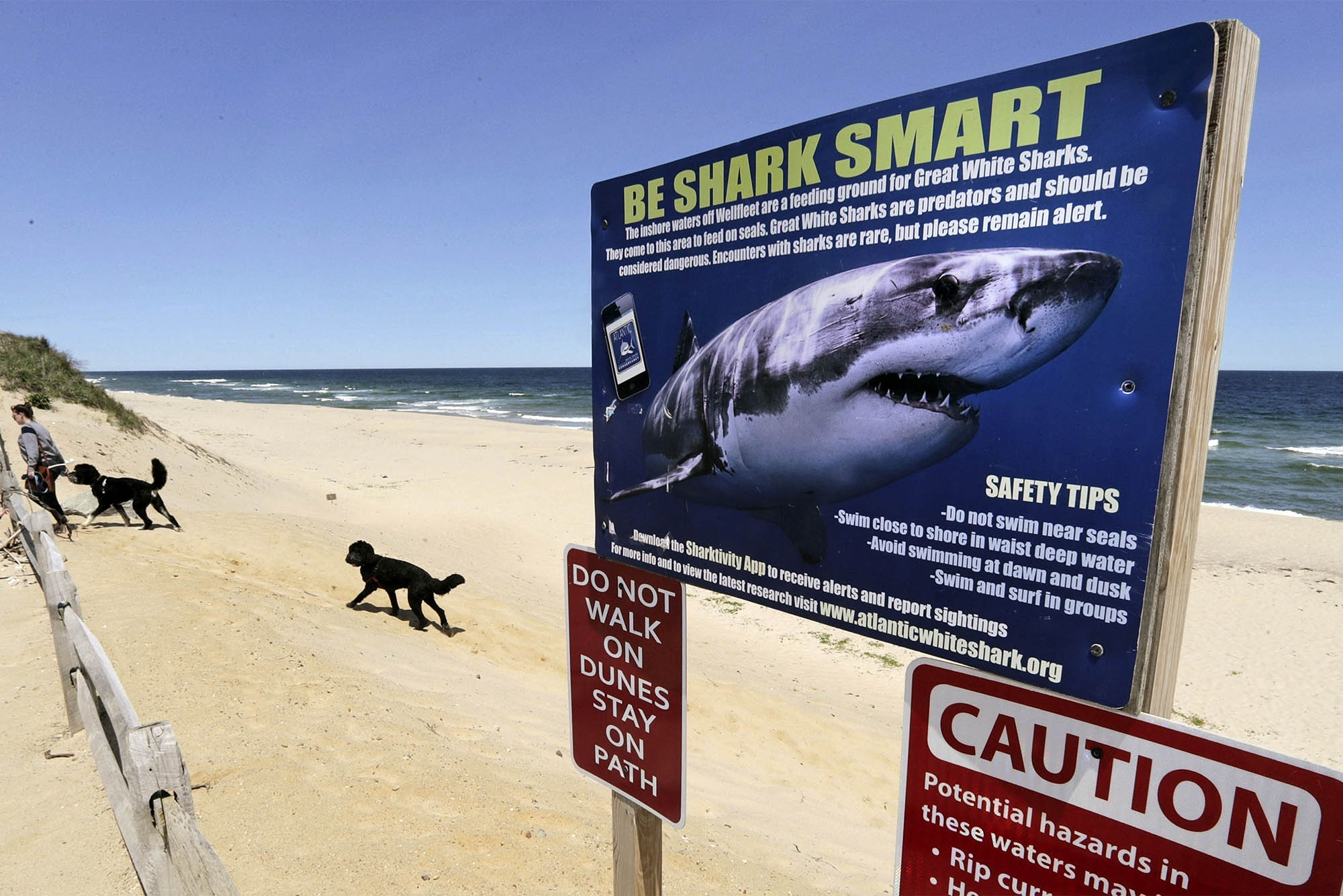 Sharks, Bacteria, No Lifeguards Is This the End of Swimming in New England? The Brink Boston University image pic