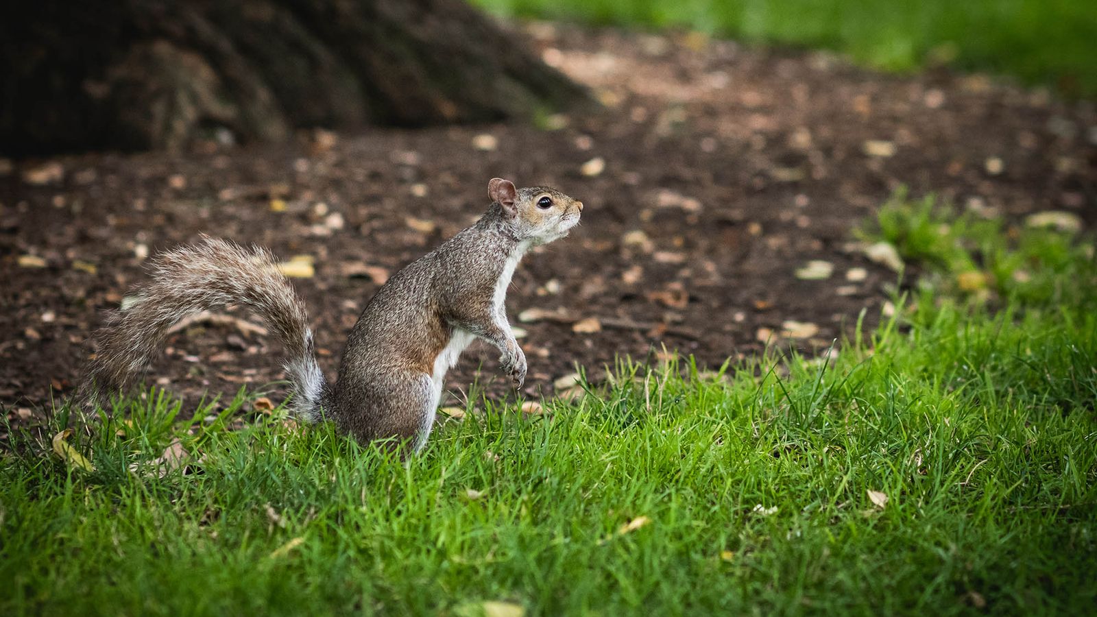 Chasing Squirrels In Summertime