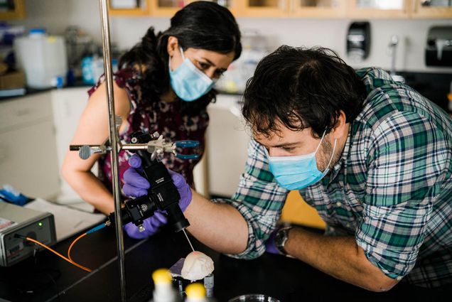 Photo: Two researchers wearing blue surgical masks and purple gloves, look closely at an excised bovine cartilage specimen.