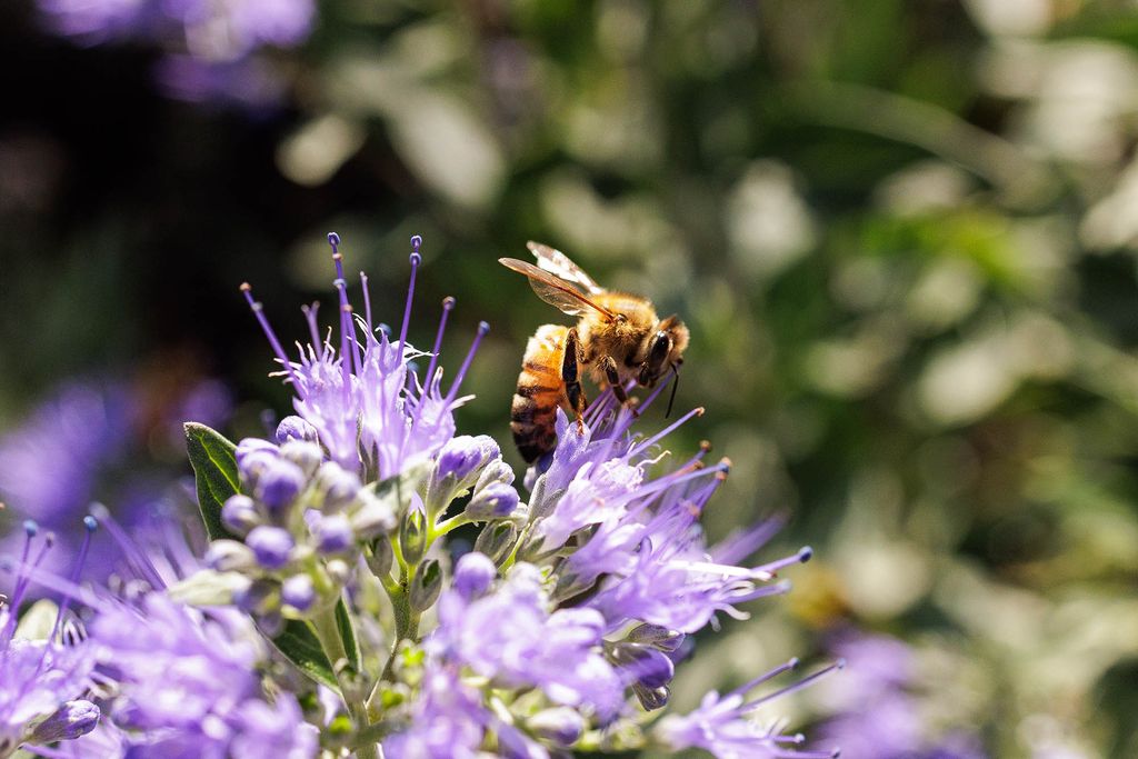 Photo: Zoomed in photo of a bee landing on a blooming purple flower in the Pollinator Garden at BU.